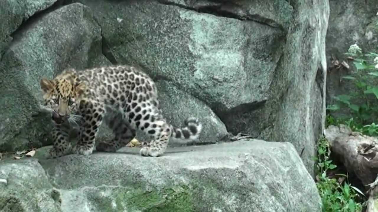 Amur Leopard Cubs at the Minnesota Zoo - YouTube