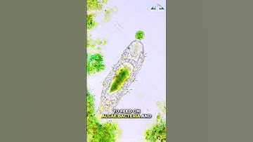 Tardigrade | The Toughest Animal On Earth