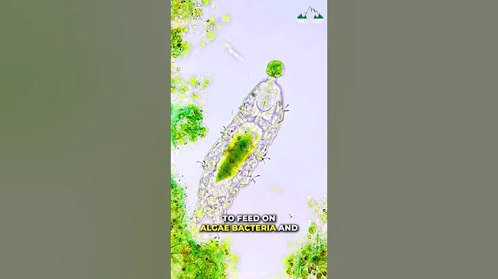 Tardigrade | The Toughest Animal On Earth