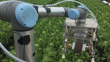 Robot uses machine learning to harvest lettuce