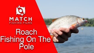 Pole Fishing For Roach