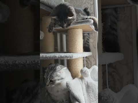 Christmas Prep Begins When Brother Arrives Bars Lahma Xmas Cat Christmas Cute New Viral