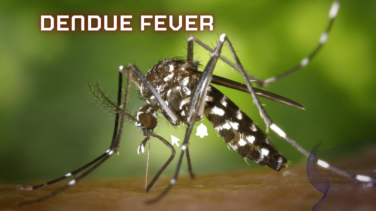 Dengue.dengue bukhar aur is ka elaj.