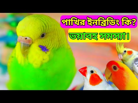 ভিডিও: ইনব্রিডিং কি সবসময় বিকৃত হয়?