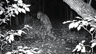 This Is The SCARIEST Bigfoot Footage From 2026, Photo Behind It Will Terrify You!