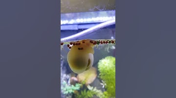 Cận cảnh Ốc táo ăn mồi