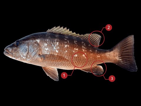 WHat did I catch? Mangrove Snapper or Cubera-Snapper? - YouTube