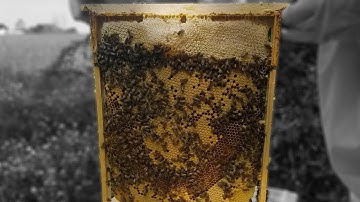 Building Simpler Foundationless Layens Frames