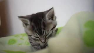 Cute Kitten Talks During Sleep | Sleeping Kitten Talks After Partially Woke Up by Cats Are Stress Busters 793 views 7 years ago 25 seconds