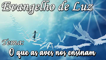 O que os pássaros nos ensinam?