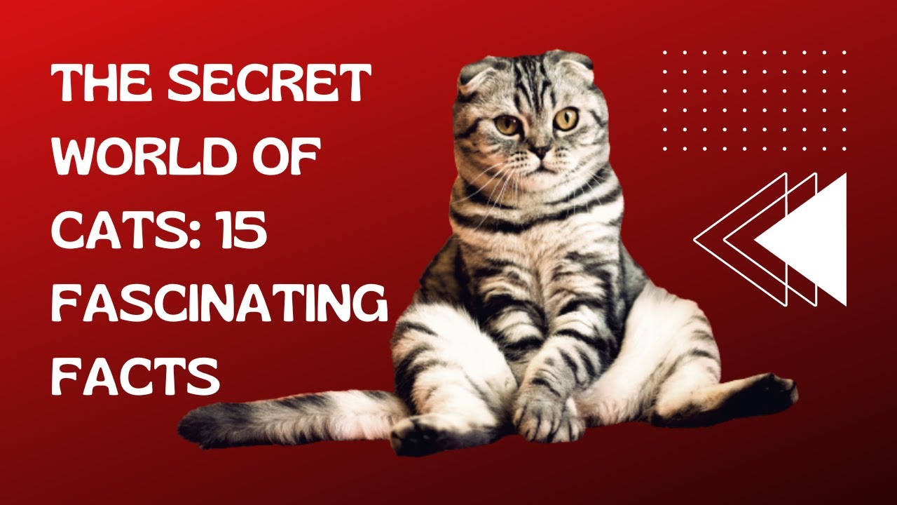 The Secret World of Cats 15 Fascinating Facts YouTube