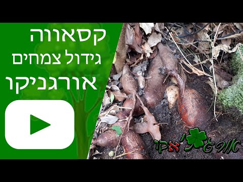 וִידֵאוֹ: שעועית - אורח מעבר לים במשפחת הקטניות (חלק 2)