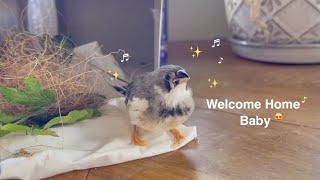 Bringing 2 weeks baby zebra finch home first day, meeting his 3 months baby brother  cute & relax