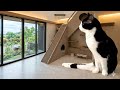 【新居】巨大キャットタワー建ててみた!下半身麻痺の猫と暮らすための家づくり