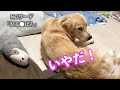 ある言葉で反抗的になるゴールデンレトリバー　GoldenRetriever なき