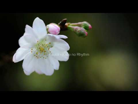 Sakura Dreams Vol.1 with Yuuka - Kaze no Rhythm