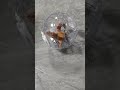 It seems perfect for taking out#Reptiles #ReptileDailyLife#ExoticPets#LeopardGecko#sortsvideo#shorts
