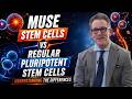 MUSE Stem Cells vs Regular Pluripotent Stem Cells | Understanding the Differences