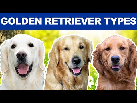 Video: Perkara Yang Harus Anda Ketahui Mengenai Memiliki Retriever Emas