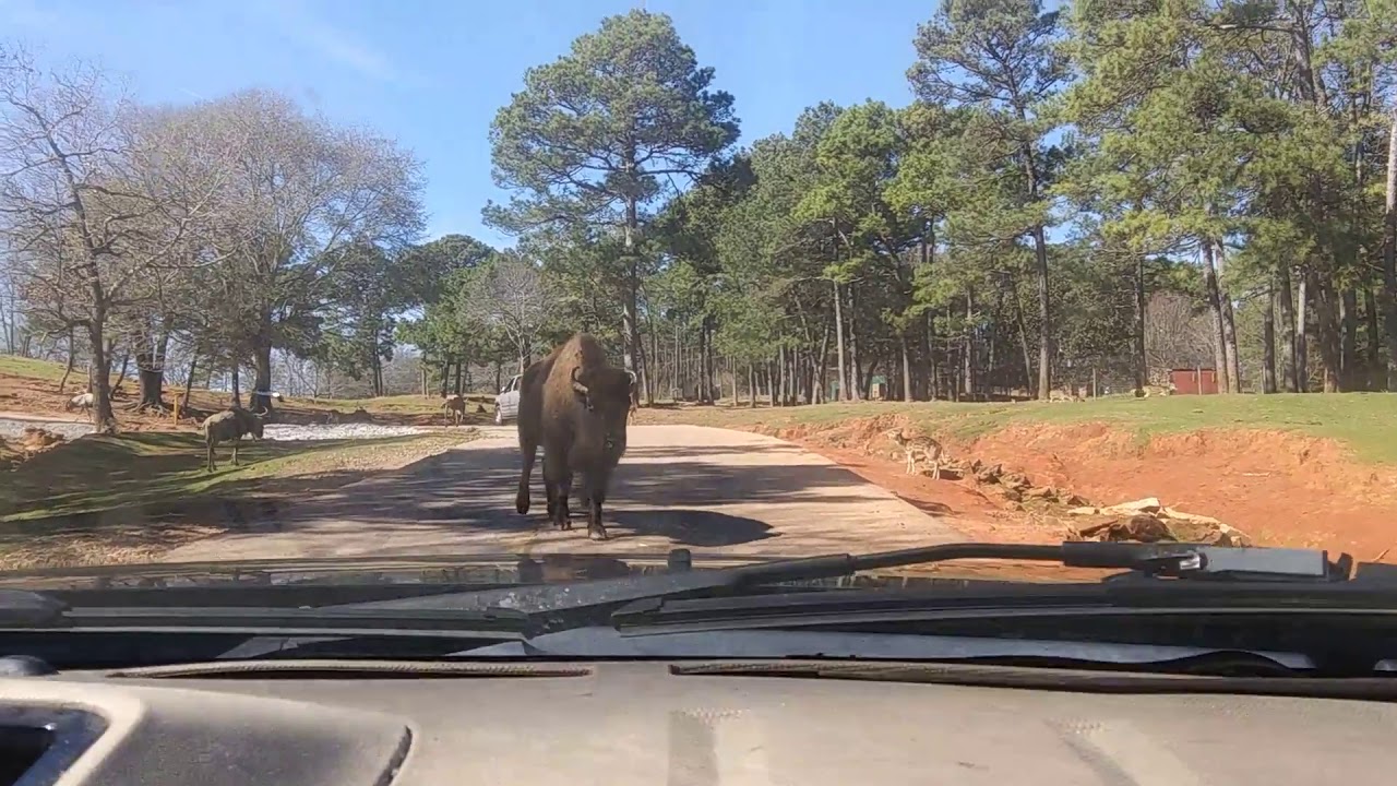 Wild Life Safari Pine Mountain Georgia YouTube Wild life safari pine mountain georgia youtube