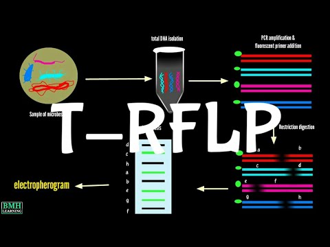 T-RFLP | Terminal Restriction Fragment Length Polymorphism | - YouTube