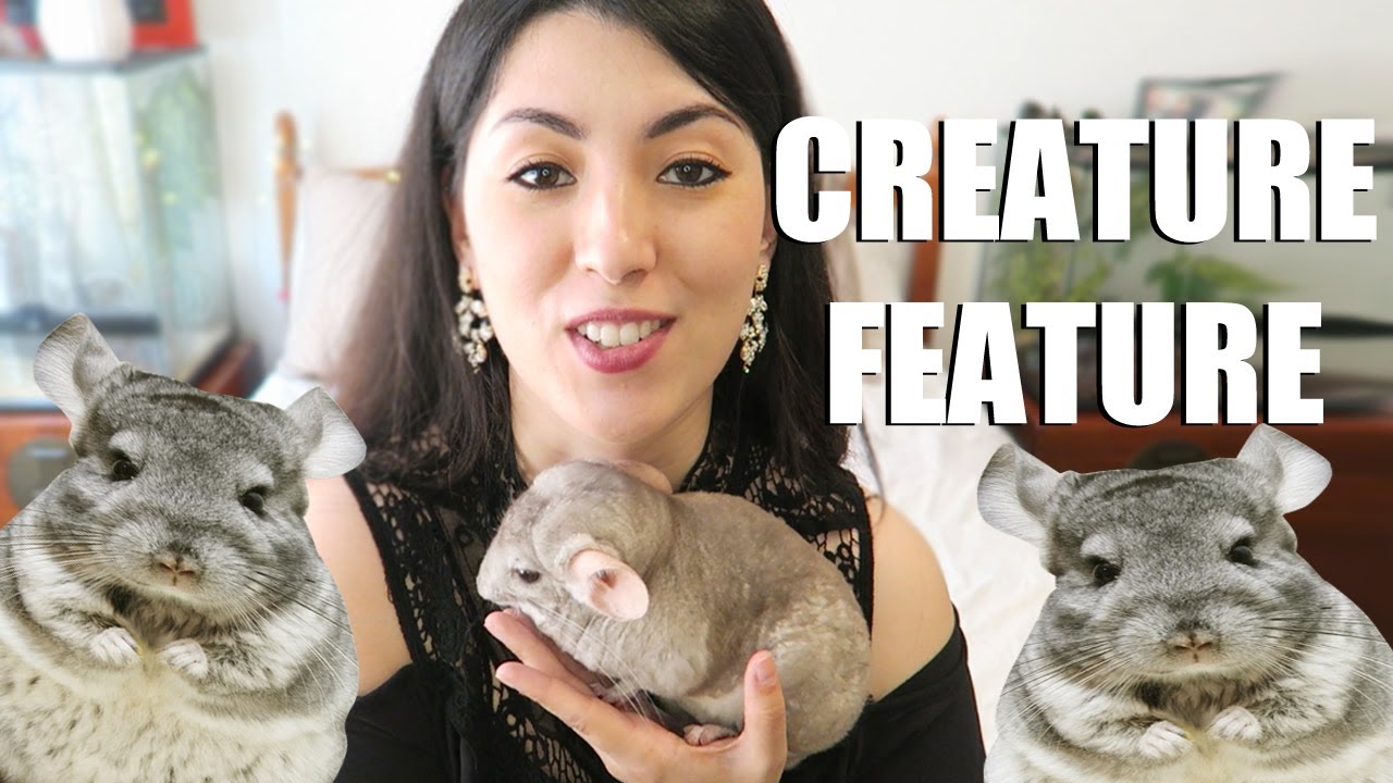 Do Chinchillas Like Music, TV, or Movies? How To Tell If They Like It