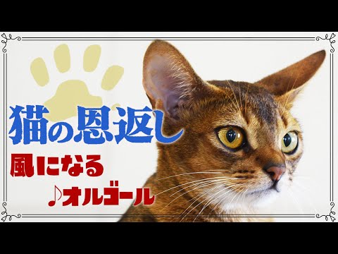 猫の恩返し/風になる つじあやの ジブリオルゴール 1時間耐久