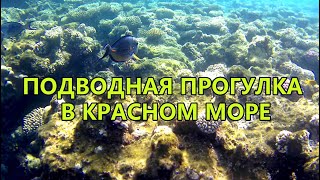 Красное Море. Что Скрыто Под Волнами. Завидуй Карасёк.