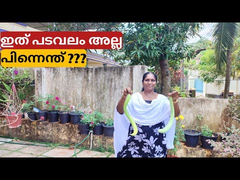 ഇത് പടവലം അല്ല . പിന്നെന്ത് | Salad cucumber variety Armanian cucumber