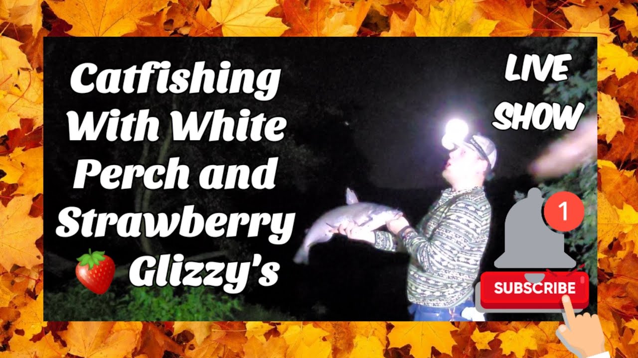 LIVE Catfishing with White Perch & Strawberry Jello Hotdogs YouTube