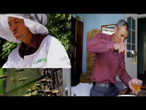 Video: Бал аарылары түндүк Америкадан келгенби?