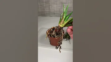 Пересаживаю хавортии #shorts #haworthia #хавортия #суккуленты #succulent