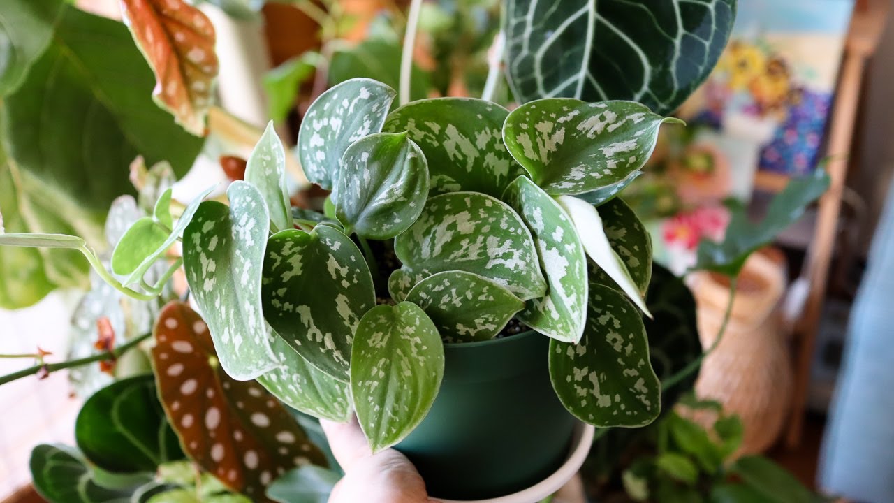 ポトスの育て方 増やし方 挿し木で増やして小さな苗をボリュームアップしよう How To Grow Pothos Long And Bushy Youtube