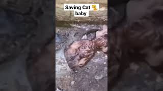 Saving Cat 🐈 baby and him Back #shorts #shortvideo #cat #baby