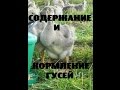 Содержание и кормление гусей. Птицеводство // КХ Алексеевых