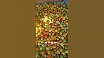 asiknya panen tomat pas harga mahal #shorts #tomato