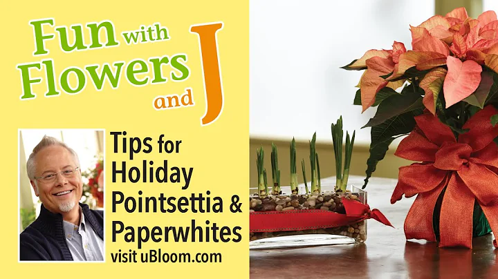 Poinsettias and Paper White Tips, and Tricks!