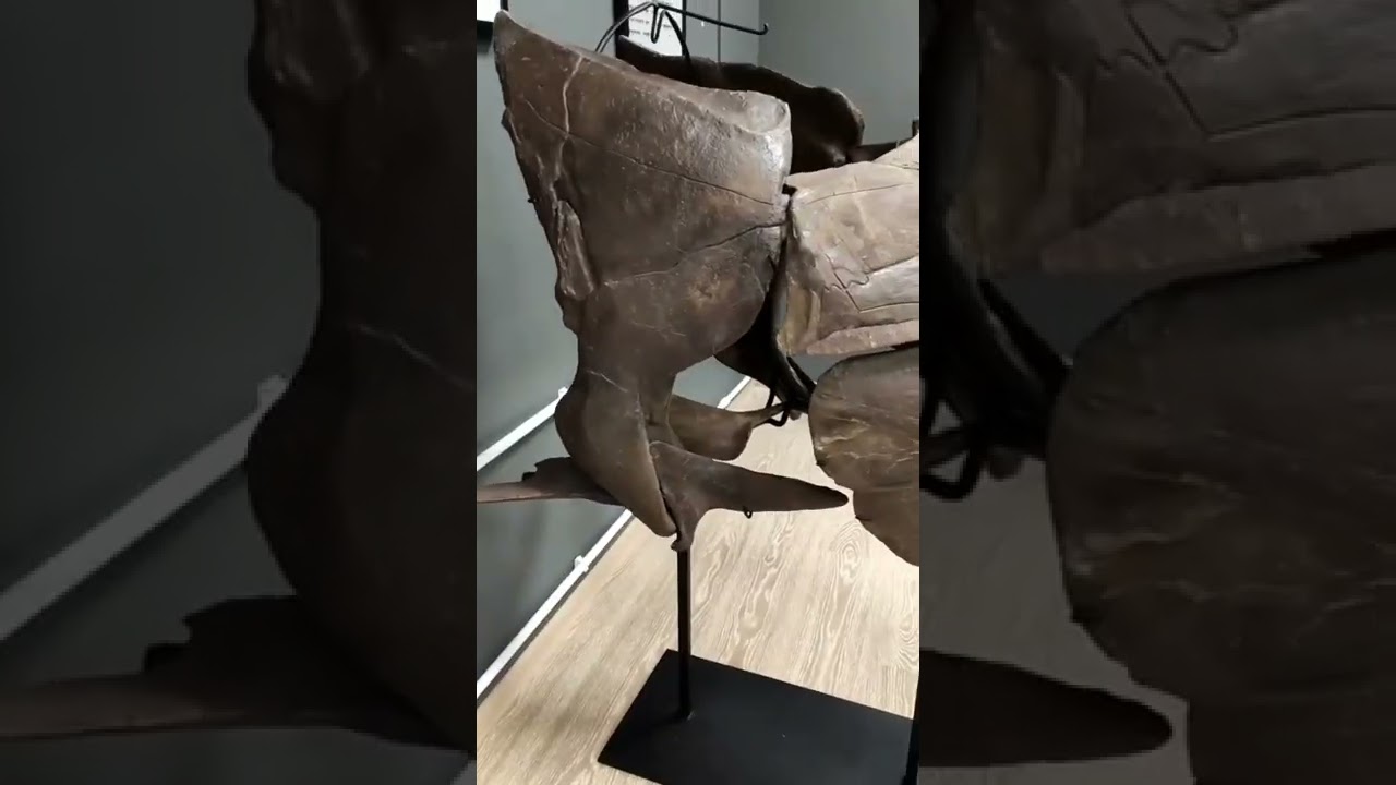 Голова дунклеостея - самого грозного хищника девонского периода 