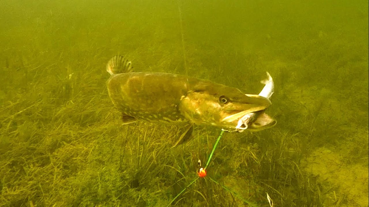 Videofishing wt dead baits pike vs 3 big fat herrings underwater