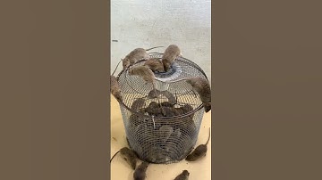 Best Mouse Trap 2023 P2 #mousetrap #rattrap #shorts #short
