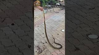 Indian Rat Snake non venomous snake 🐍 #gujarat #snake #wildliferescue