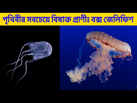 ভিডিও: পৃথিবীর সবচেয়ে বিষাক্ত জেলিফিশ কোনটি?