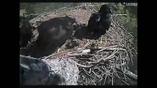DECORAH EAGLES  JUNE 8, 2012   11:39 AM  CST      THAT'S A HOVER!