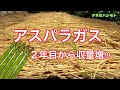 【初体験】アスパラガスの栽培　タネのハシモト