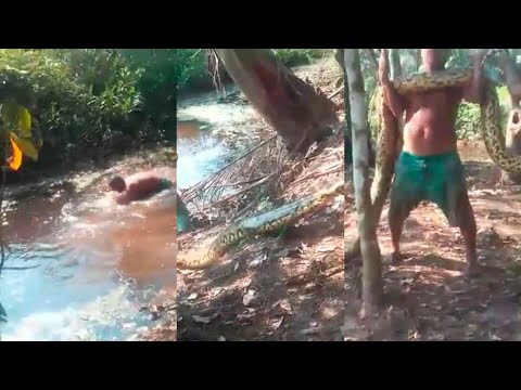 Pobladores de Pampahermosa capturan a gigantesca boa