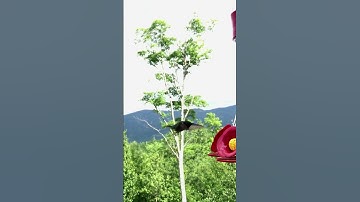 Hummingbird Super Slow Motion #shorts SHORTS