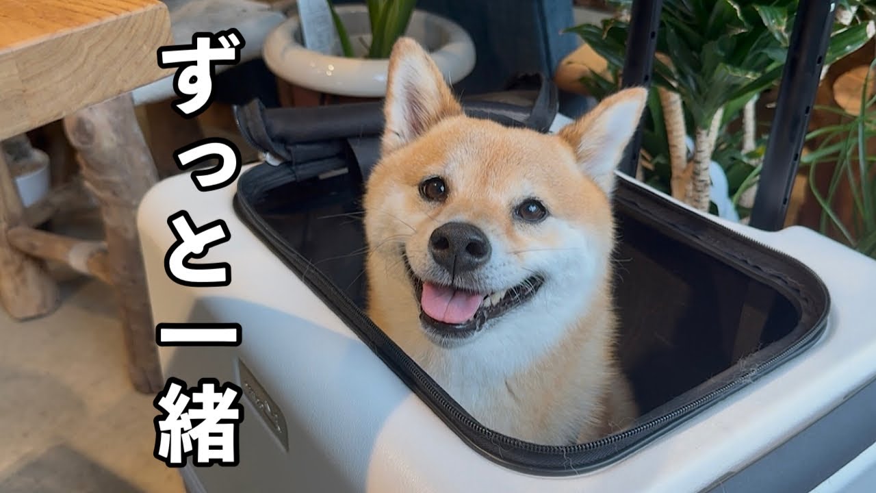 ☆受付中！☆柴犬 My First Date Since Living Alone with My Dog - YouTube