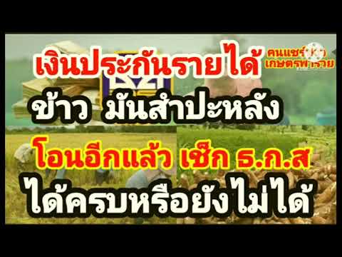 ตรวจสอบ เงินประกันรายได้เกษตรกร ข้าว , มันสำปะหลัง โอนเข้าบัญชี เช็ค ธ.ก.ส. ได้ครบหรือยังไม่ได้