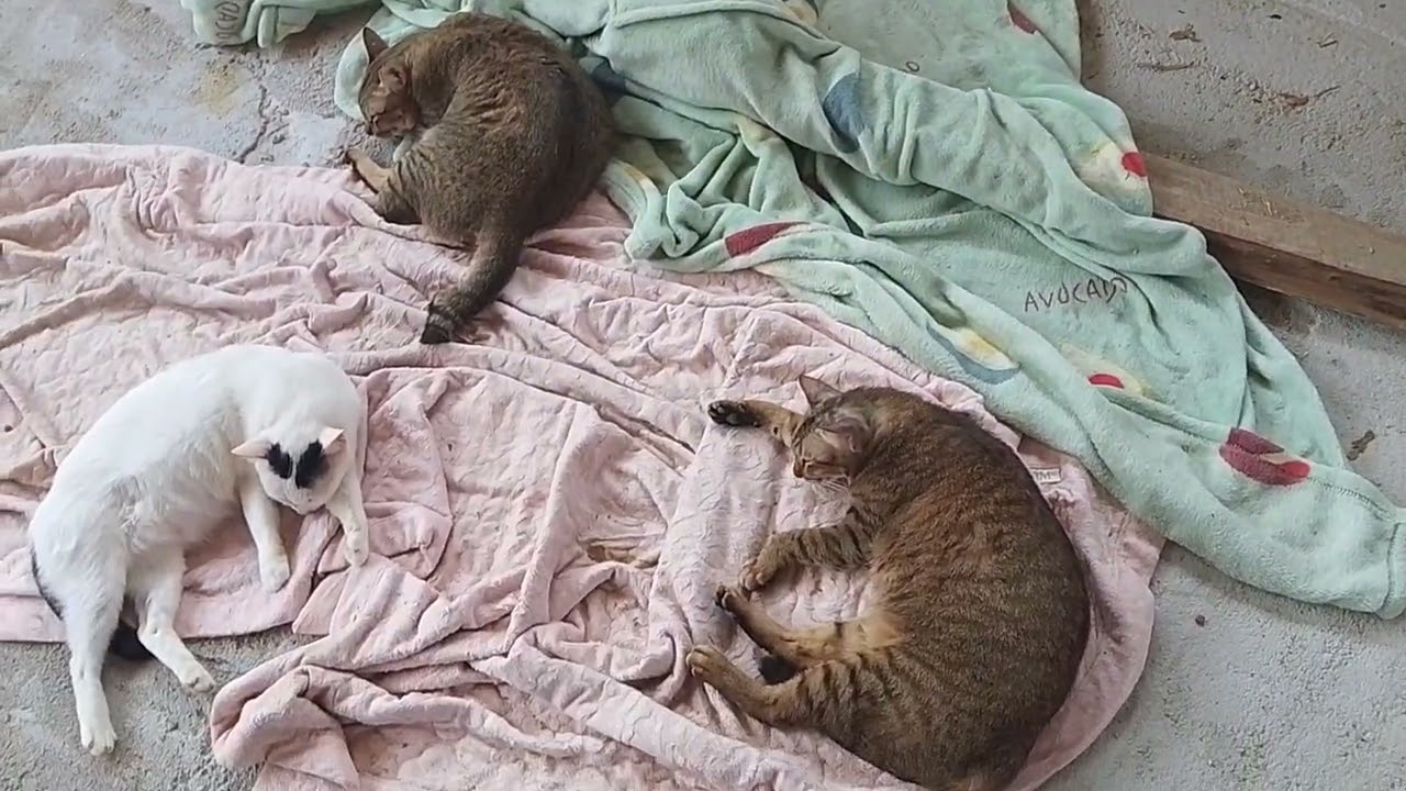 ชมความน่ารักของน้องแมวแต่ละตัวสีสวยมากเลยครับ