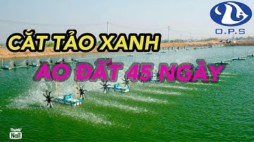 Cách Cắt Tảo Xấu Trong Ao Nuôi Tôm Thẻ ( Ao Đất Bạt Bờ) / Mai Văn Chơn Official